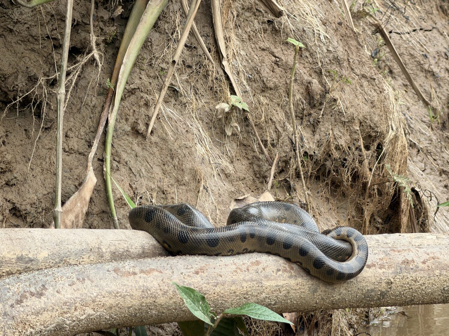 Anaconda content