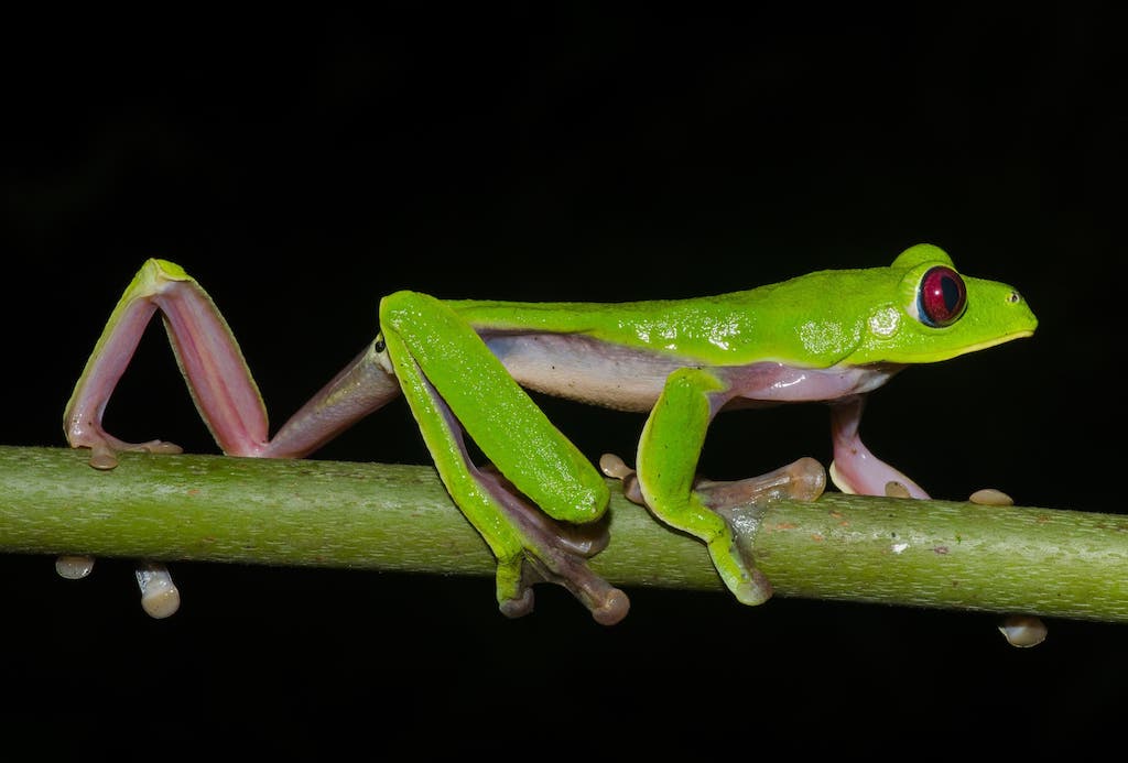 Gliding leaf frog (Agalychnis spurrelli) in the Jama-Coaque Reserve, photographed by Ryan Lynch