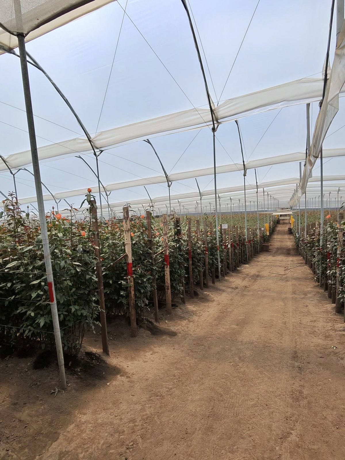 Rows of roses under shade cloth on a farm in the high Andes of Ecuador