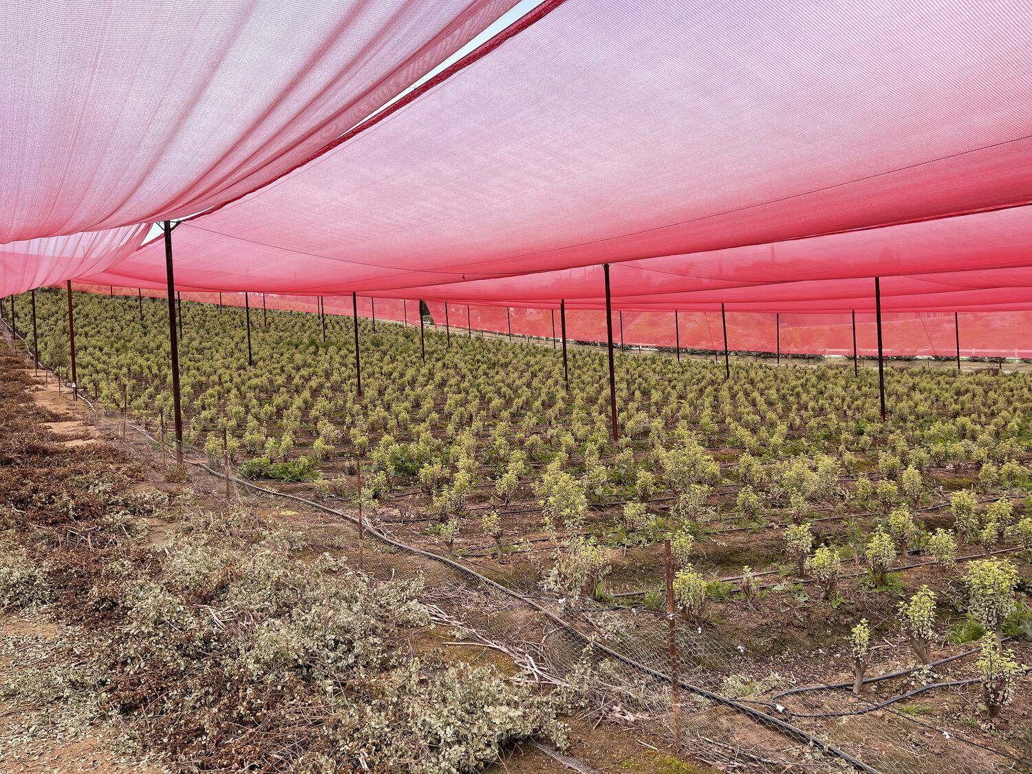Rose farm in the high Andes of Ecuador