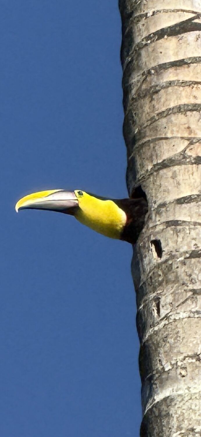 Toucan